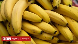 Banane Congo 1 KG