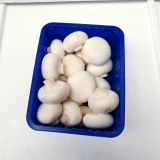 Champignons Par