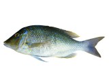 Capitain Blanc Poisson 1 KG