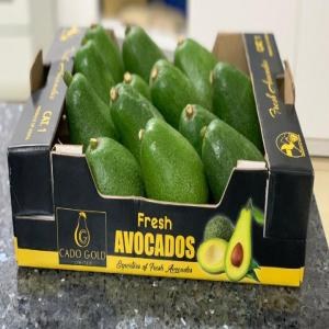 Avocat Congo 1 KG