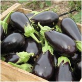 Aubergine 1 Kg