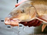 Barbillon Poisson 1 KG