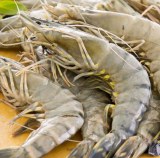 Gambas N01 revette 1 KG
