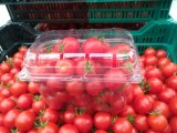 Tomate 1 KG