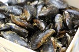 Moule Despagne 1 KG