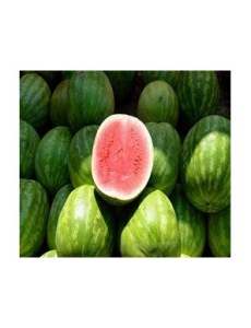 Pastèque Congo 1 KG