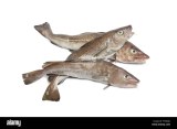 Morue Fraiche Poisson 1 KG