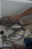 Likouf Poisson 1 KG